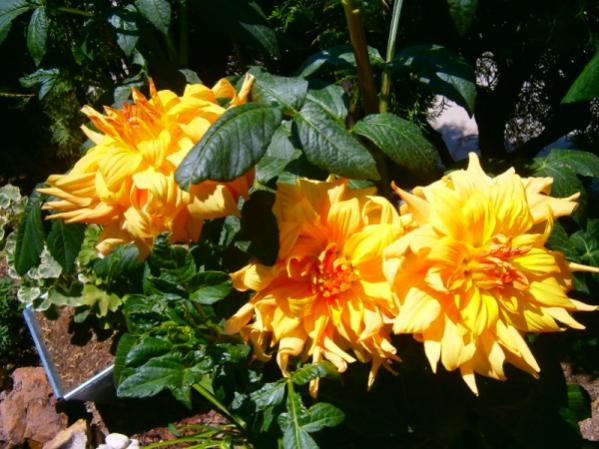 Name:  sar.jpg
Views: 879
Size:  53.7 KB
