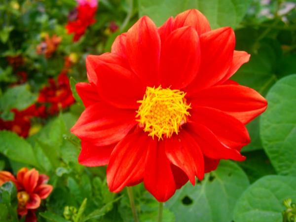 Name:  krmz.jpg
Views: 926
Size:  55.8 KB