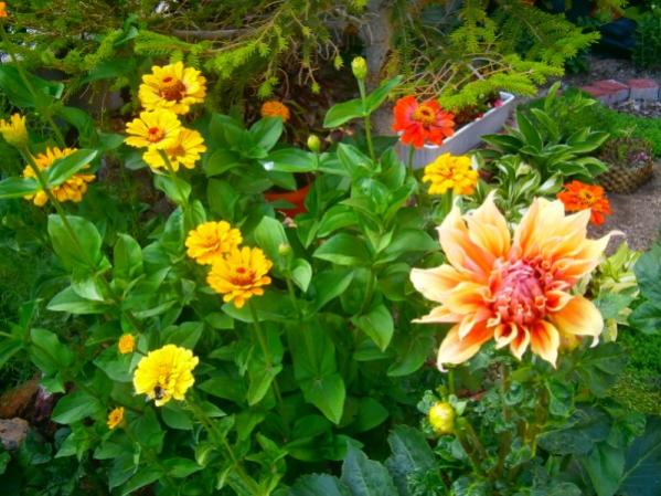 Name:  zinnia1.jpg
Views: 859
Size:  57.2 KB