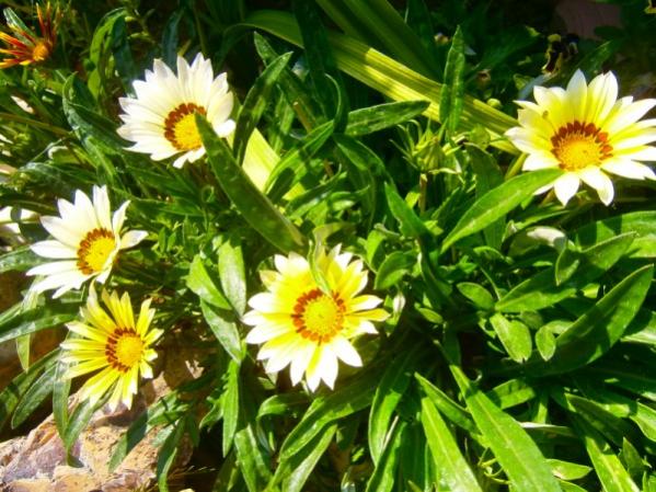 Name:  gazanya.jpg
Views: 916
Size:  62.9 KB