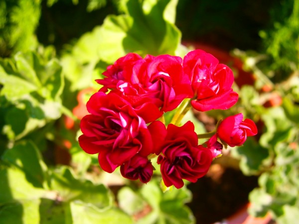 Name:  gl sardunyam.jpg
Views: 1000
Size:  65.1 KB