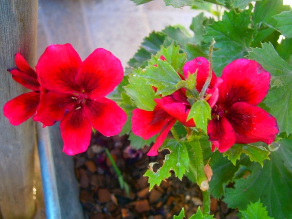 Name:  ceylan2.jpg
Views: 874
Size:  65.0 KB