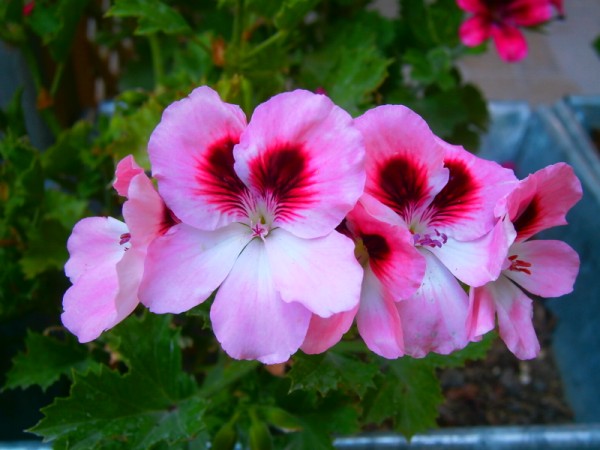 Name:  ceylan3.jpg
Views: 877
Size:  59.0 KB