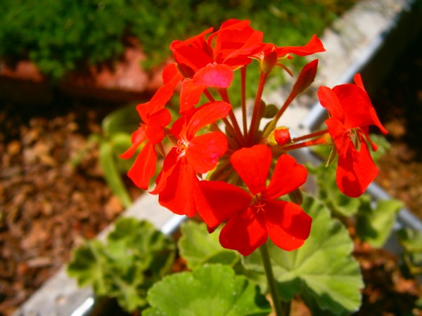 Name:  Esin.jpg
Views: 902
Size:  61.6 KB