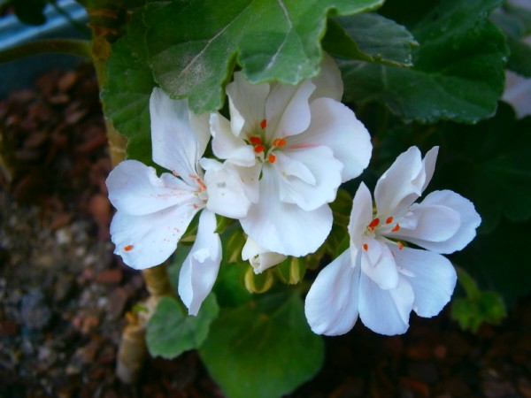 Name:  seyfi beye teekkr.jpg
Views: 887
Size:  52.8 KB