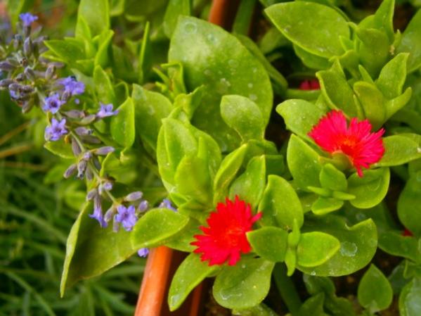 Name:  lavanta buz iei.jpg
Views: 3217
Size:  41.8 KB