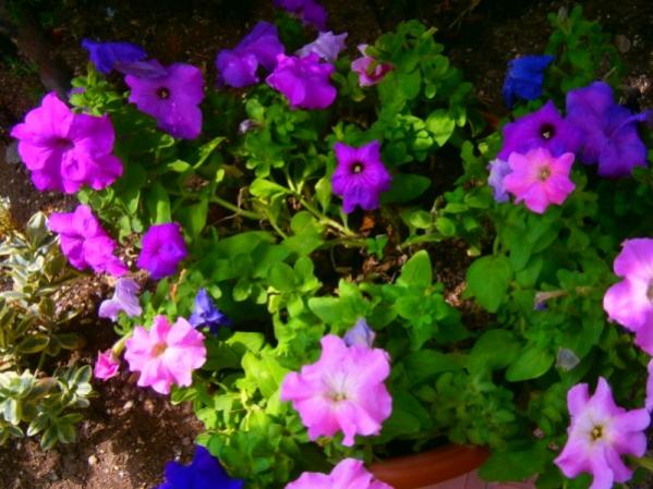 Name:  petunyalar.jpg
Views: 853
Size:  50.5 KB