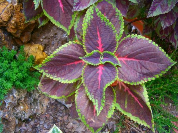 Name:  coleus.jpg
Views: 1031
Size:  59.5 KB