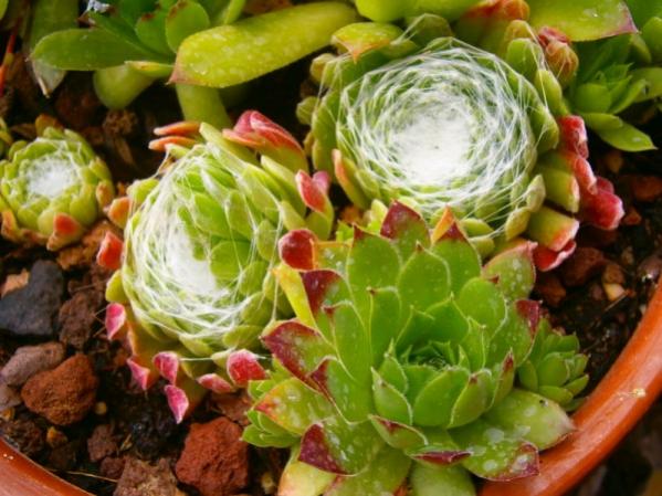 Name:  sempervivum.jpg
Views: 899
Size:  51.1 KB