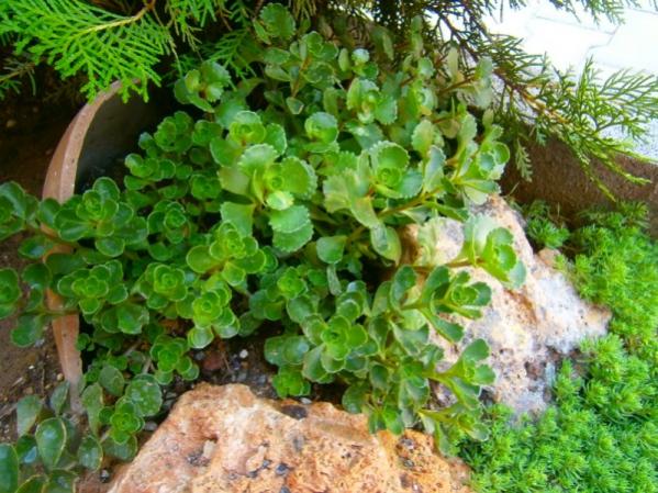 Name:  sedum.jpg
Views: 949
Size:  64.5 KB