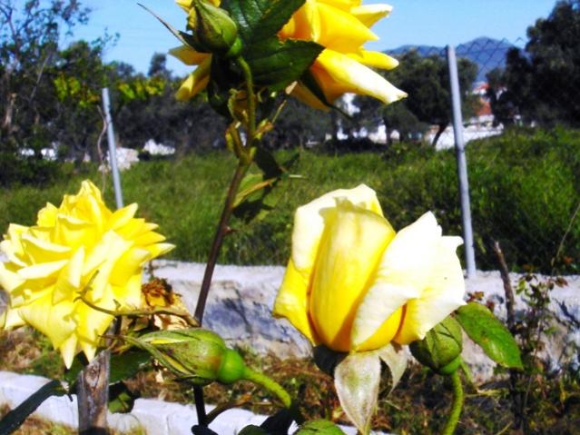 Name:  DSC03373.jpg
Views: 521
Size:  57.5 KB