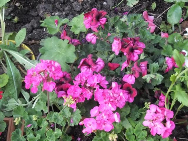 Name:  DSCF6702.jpg
Views: 549
Size:  64.7 KB