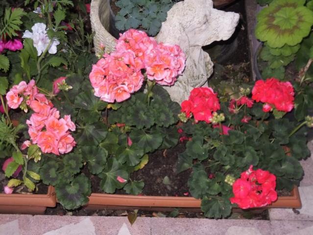 Name:  DSCF6703.jpg
Views: 518
Size:  57.0 KB