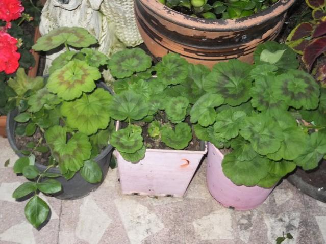 Name:  DSCF6704.jpg
Views: 266
Size:  54.2 KB