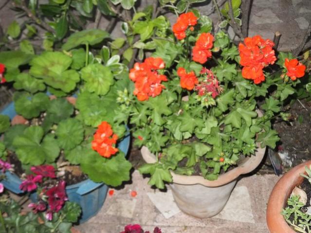 Name:  DSCF6705.jpg
Views: 281
Size:  56.9 KB