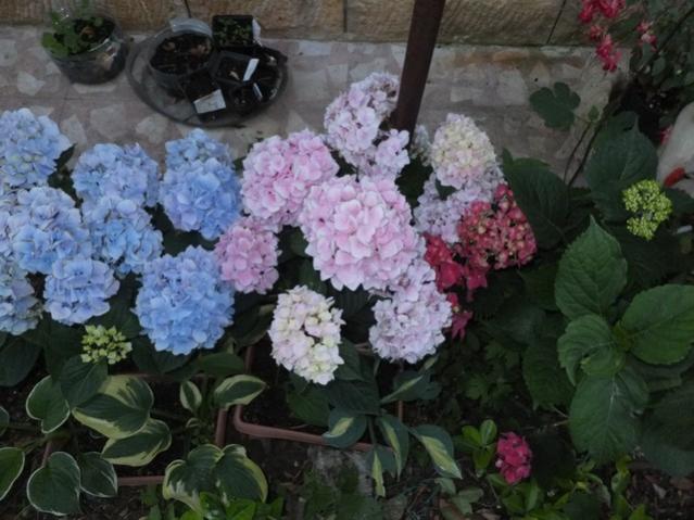 Name:  DSCF6714.jpg
Views: 276
Size:  50.1 KB