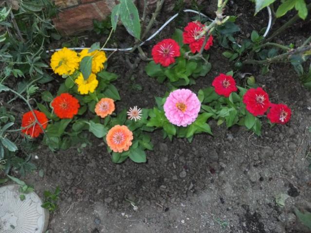 Name:  DSCF6729.jpg
Views: 262
Size:  59.7 KB