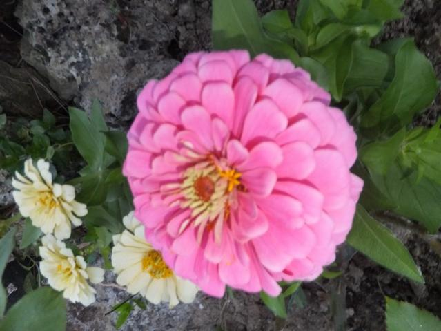 Name:  DSCF6734.jpg
Views: 538
Size:  42.7 KB