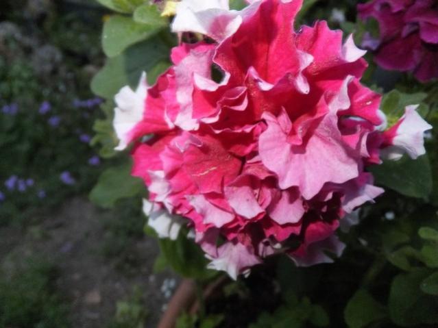 Name:  DSCF6745.jpg
Views: 282
Size:  37.2 KB