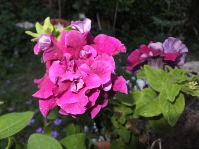 Name:  DSCF6746.jpg
Views: 258
Size:  39.0 KB
