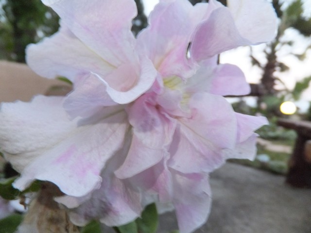Name:  DSCF6748.jpg
Views: 280
Size:  60.4 KB