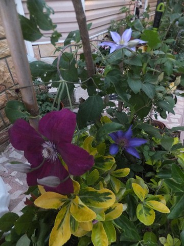 Name:  DSCF6756.jpg
Views: 262
Size:  67.7 KB