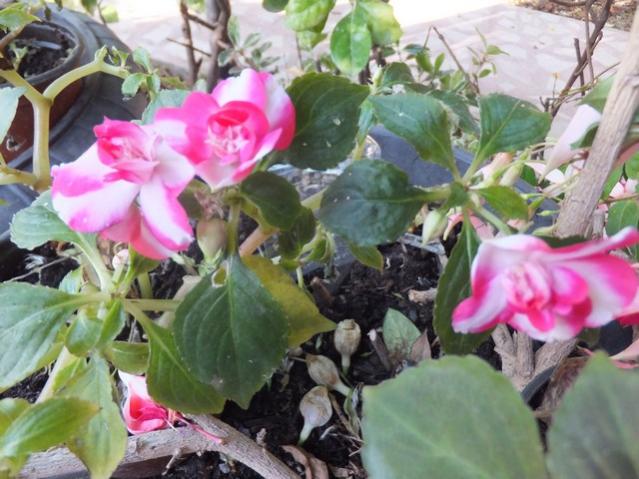 Name:  DSCF6782.jpg
Views: 249
Size:  54.1 KB