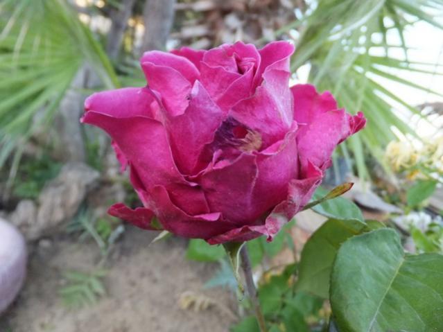 Name:  DSCF6793.jpg
Views: 260
Size:  38.9 KB