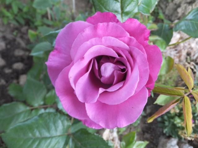 Name:  DSCF6795.jpg
Views: 257
Size:  39.1 KB