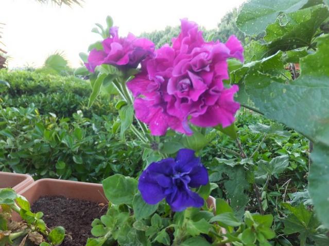 Name:  DSCF6809.jpg
Views: 224
Size:  54.1 KB