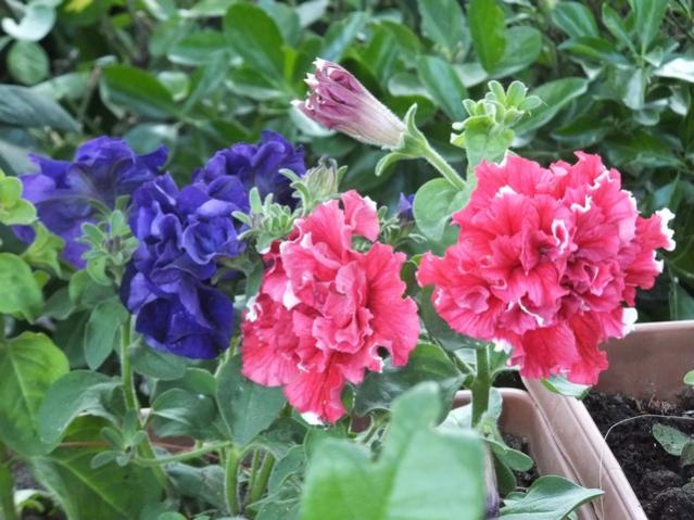Name:  DSCF6810.jpg
Views: 206
Size:  55.6 KB