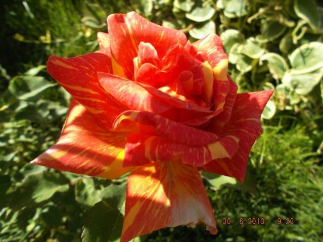 Name:  DSCF0292.jpg
Views: 348
Size:  49.6 KB