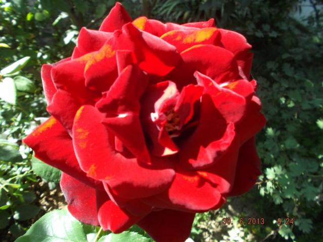 Name:  DSCF0294.jpg
Views: 375
Size:  45.8 KB