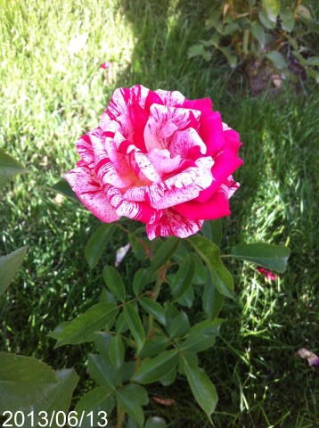 Name:  IMG_6299.jpg
Views: 356
Size:  67.0 KB