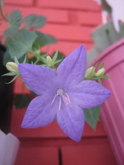 Name:  campanula.jpg
Views: 1212
Size:  19.1 KB