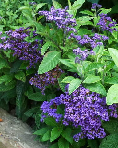 Name:  Heliotrope marine-001.jpg
Views: 1678
Size:  68.1 KB