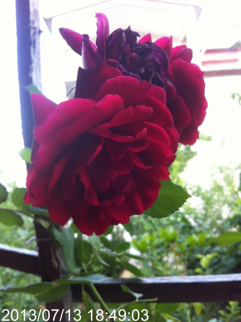 Name:  IMG_5927.jpg
Views: 350
Size:  59.7 KB