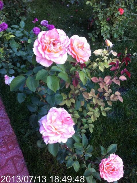 Name:  IMG_5930.jpg
Views: 347
Size:  63.5 KB