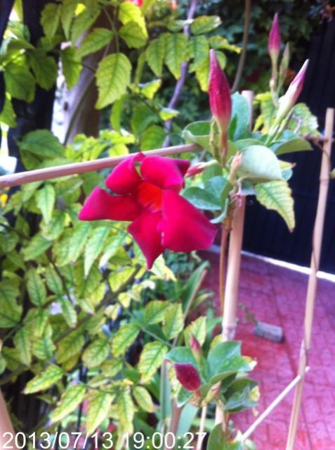 Name:  IMG_5954.jpg
Views: 493
Size:  53.8 KB