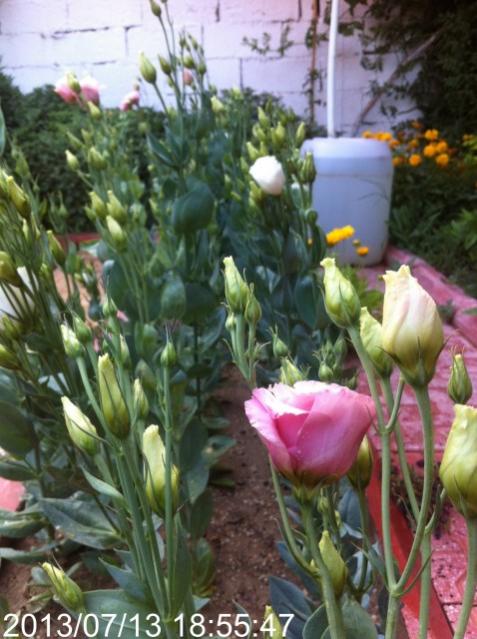Name:  IMG_5951.jpg
Views: 491
Size:  53.8 KB