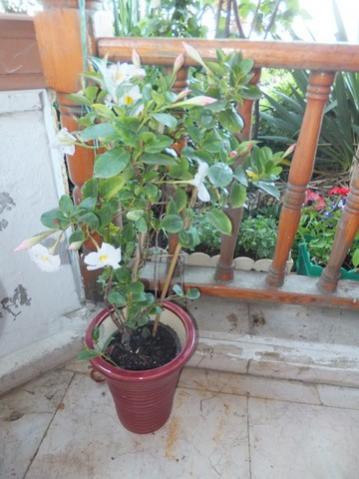 Name:  DSCF6818.jpg
Views: 184
Size:  31.0 KB