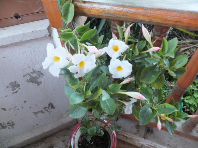 Name:  DSCF6819.jpg
Views: 188
Size:  49.6 KB