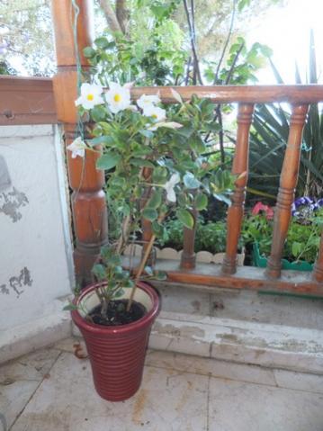 Name:  DSCF6820.jpg
Views: 190
Size:  31.7 KB