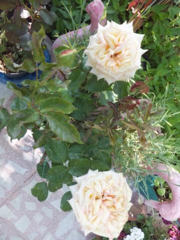 Name:  DSCF6848.jpg
Views: 294
Size:  36.1 KB
