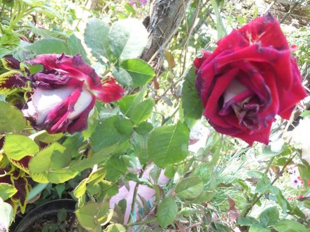 Name:  DSCF6852.jpg
Views: 273
Size:  66.3 KB