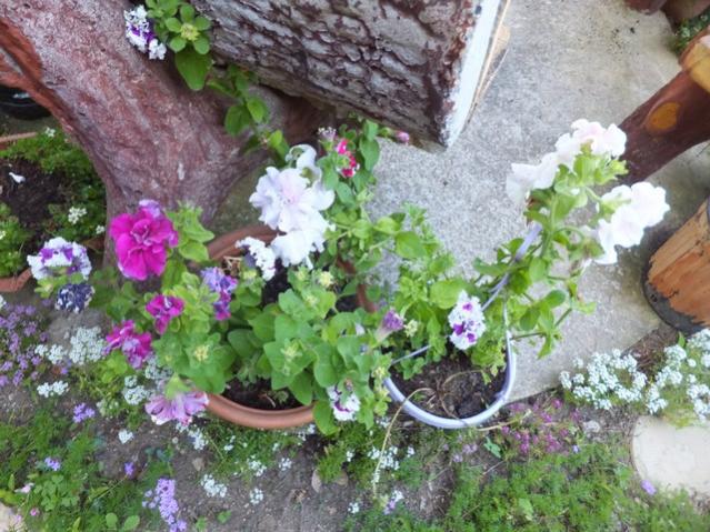 Name:  DSCF6863.jpg
Views: 271
Size:  69.6 KB