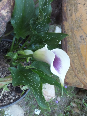 Name:  DSCF6865.jpg
Views: 347
Size:  62.2 KB