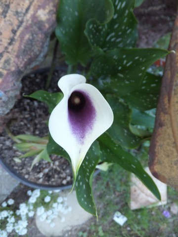 Name:  DSCF6866.jpg
Views: 250
Size:  51.0 KB