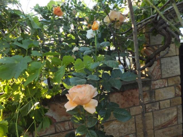 Name:  DSCF6868.jpg
Views: 278
Size:  60.2 KB