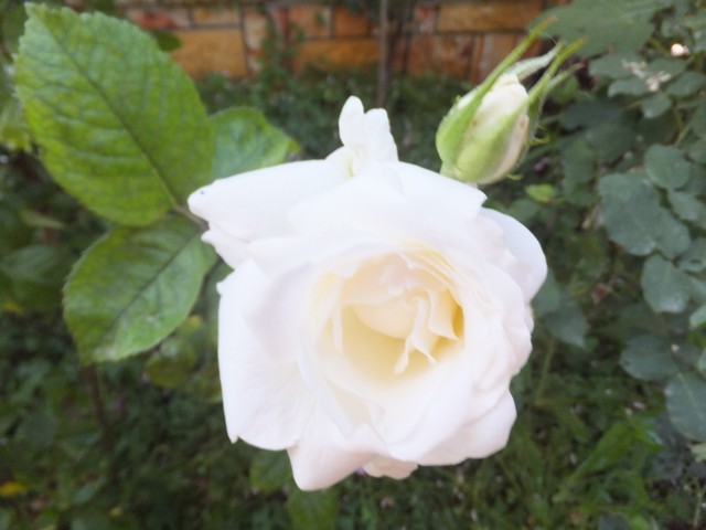 Name:  DSCF6875.jpg
Views: 304
Size:  62.0 KB